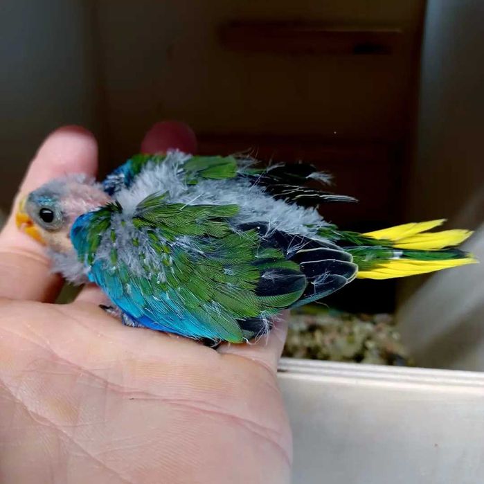 Disponiveis para cedência, Neophemas turquoisines.