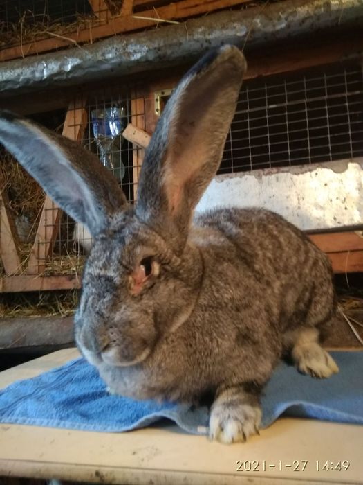 Кролі європейська шиншила