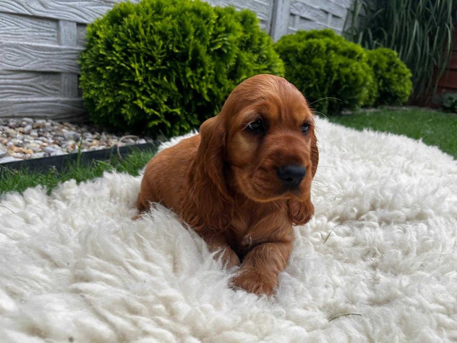 Piesek Cocker spaniel angielski