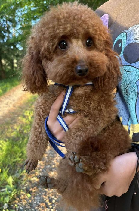 В'язка. Той Пудель ред браун. 2.5кг.