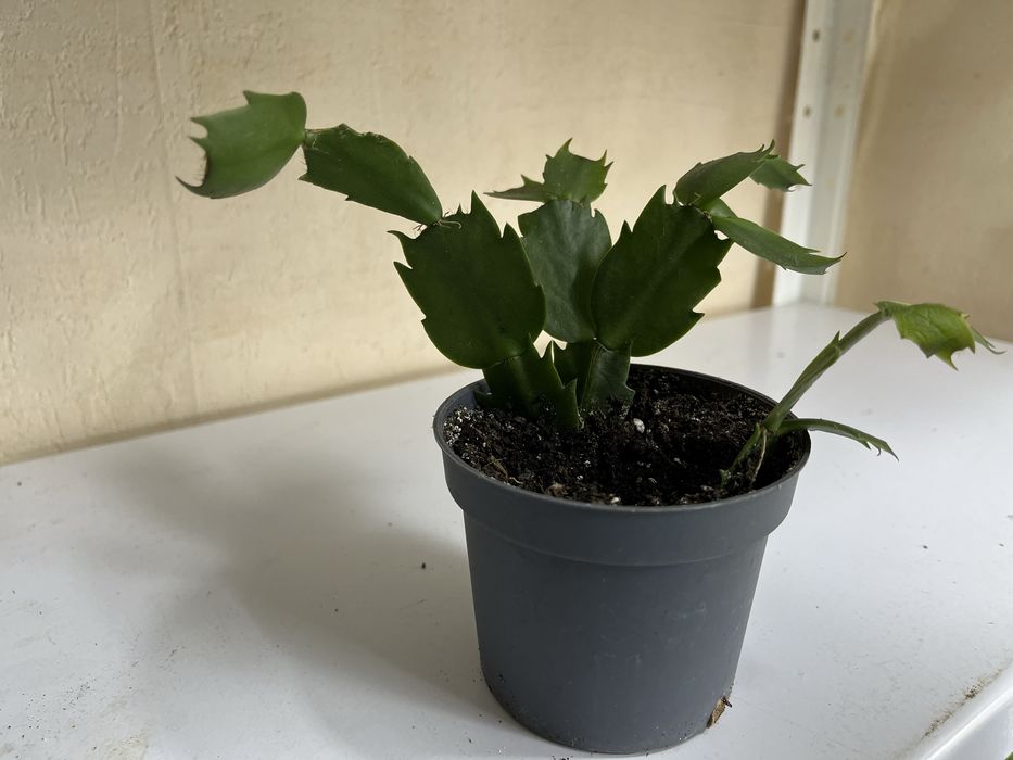 Продам кімнатні квіти