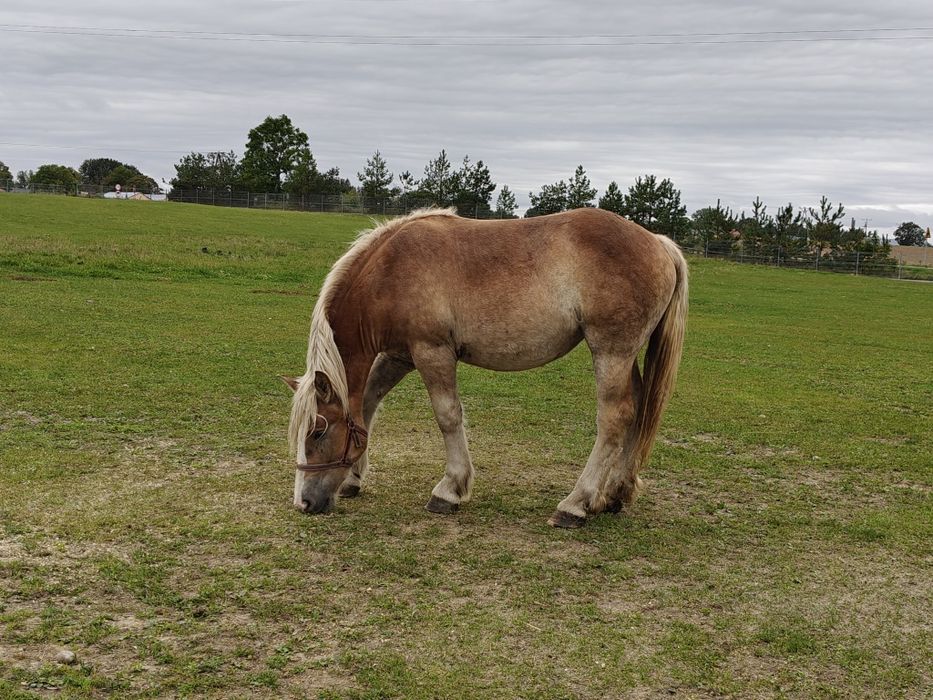 Klaczka zimnokrwista