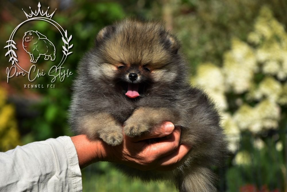 Szpic miniaturowy Pomeranian  ZKwP FCI