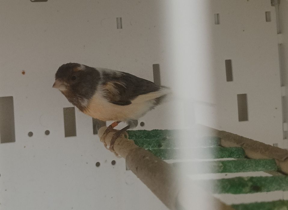 Kanarki arlekiny portugalskie na sprzedaż