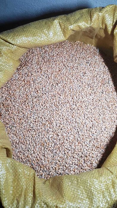 Owies, pszenica na mąkę, siano