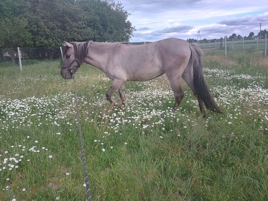 Konik polski klacz źrebica koń 2 lata sprzedam