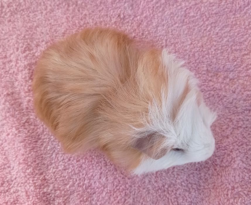 Морские свинки очаровашки