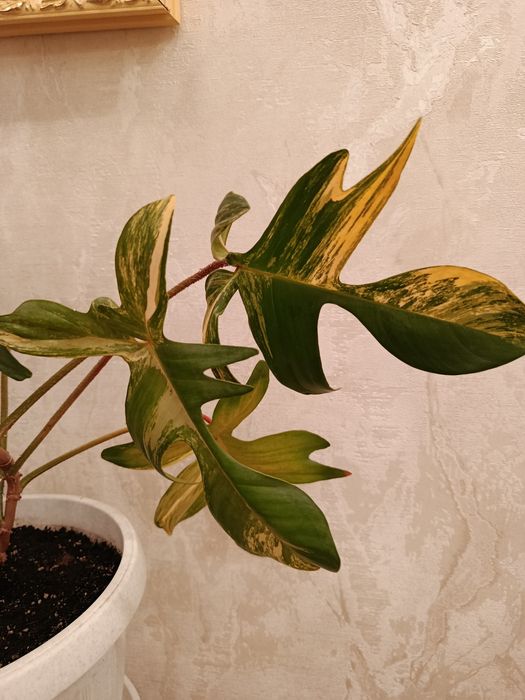 Magic Mack variegated
