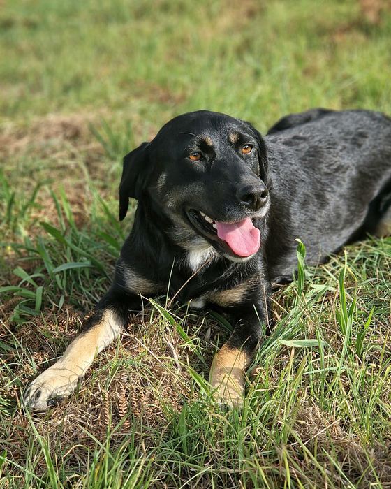 CANELA - Cadela muito meiga para adoção!