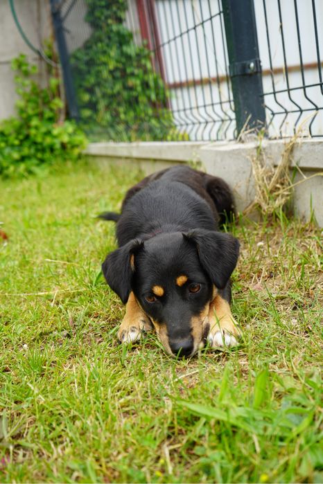 Sunia o nieprzecietnej urodzie szuka domu