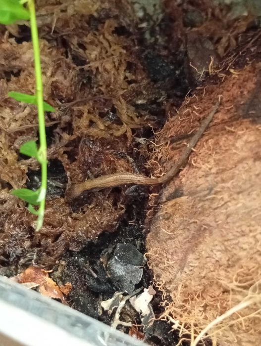 Tropidophorus microlepis Chiński scynk wodny + terrarium