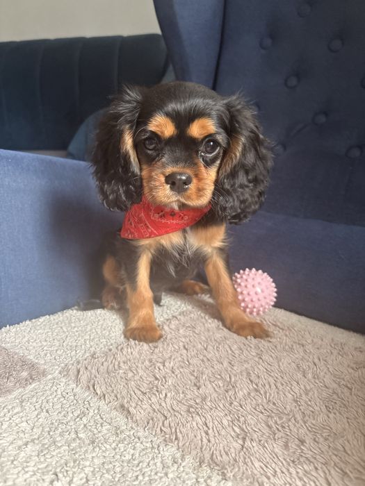 Cavalier King Charles Spaniel piesek.