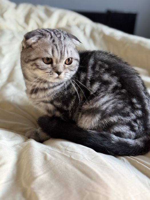 Кошеня шотландське