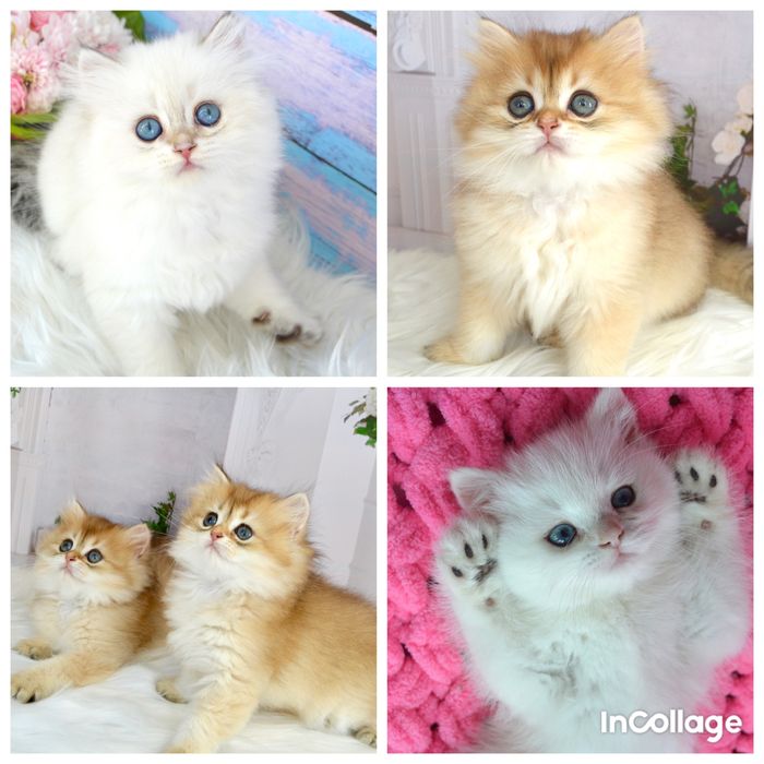 Британська золота шиншила