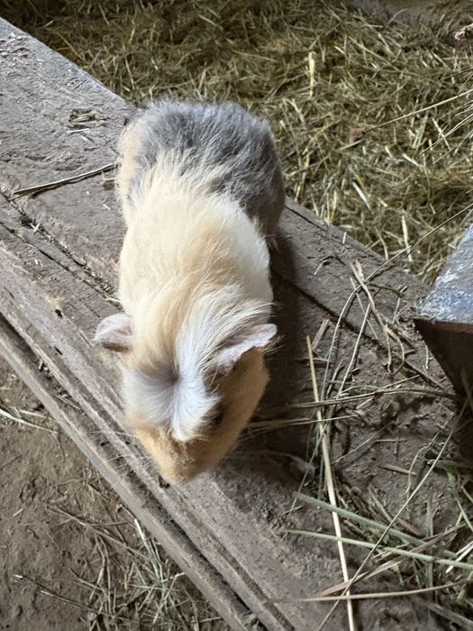 świnka morska samiczka