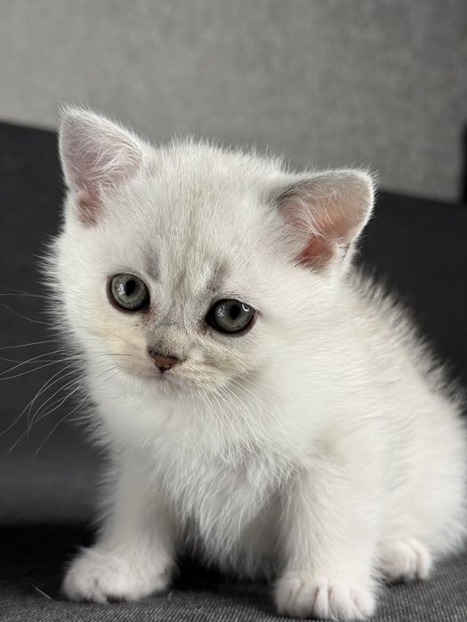 Серебристая шиншилла