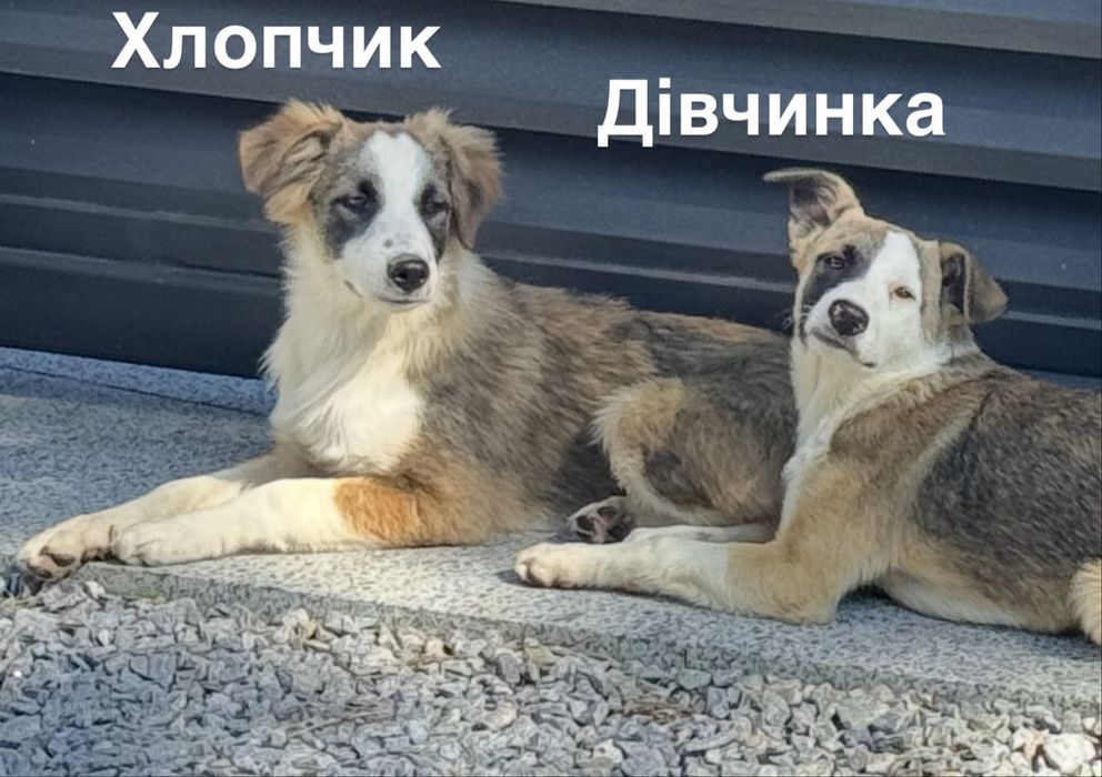 Собаки метиси шукають дім