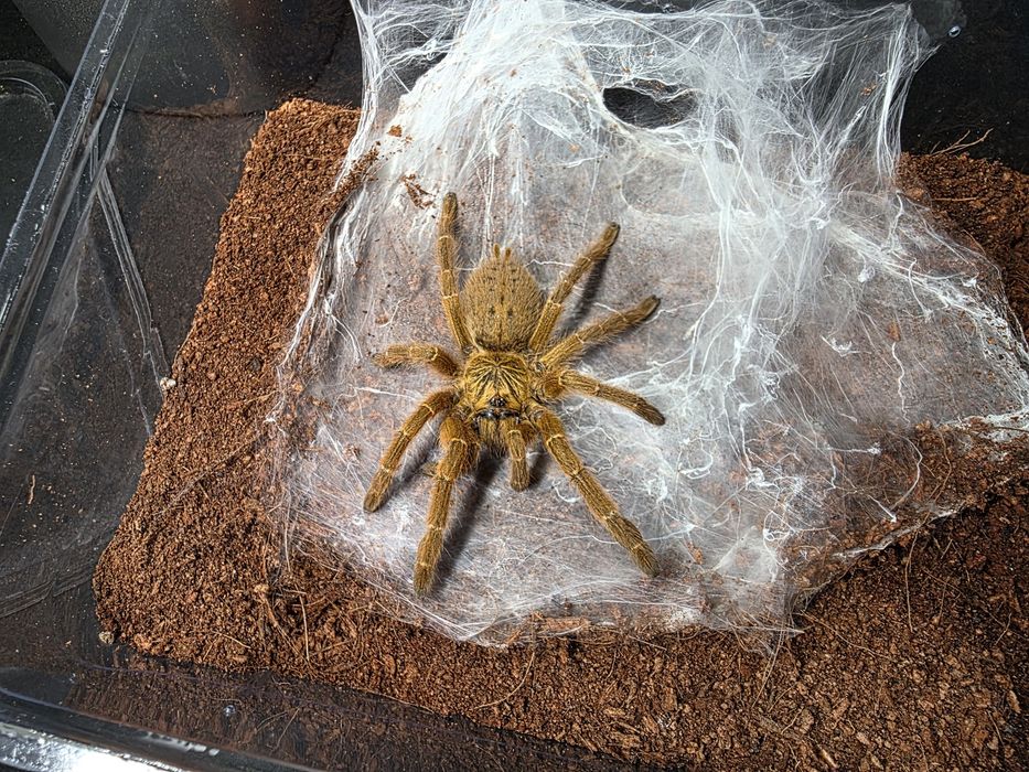 Pterinochilus murinus usambara