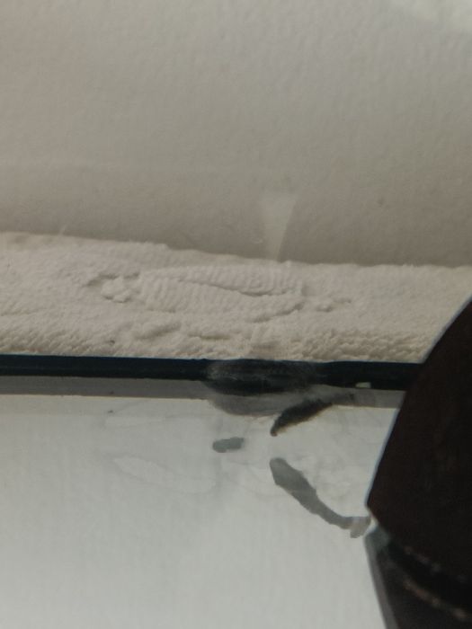 Ancistrus pretos 1,5cm