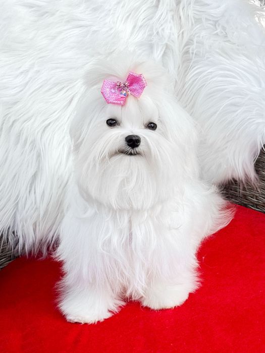 Maltese Мальтезе В питомнике КСУ-FCI