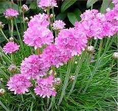 Флокс. Армерія. Гвоздика. Саджанці. Квіти