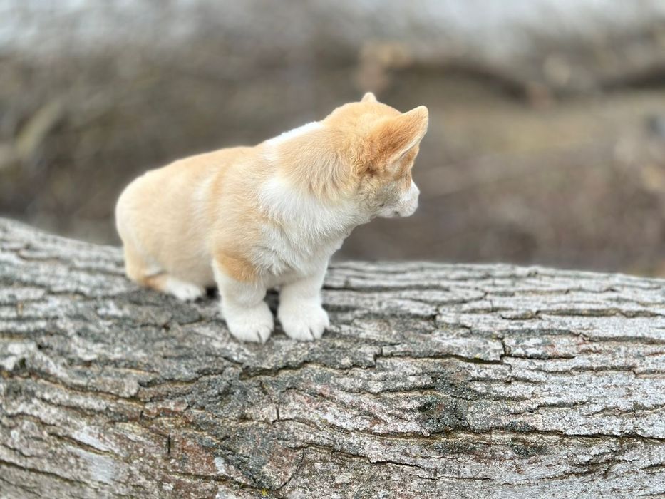 Вельш коргі пемброк дівчата