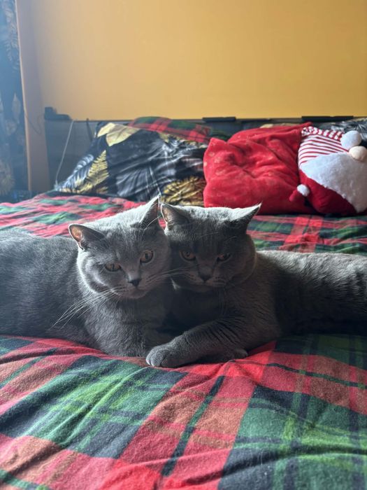 Kotka Brytyjska Niebieska •Rezerwacja•