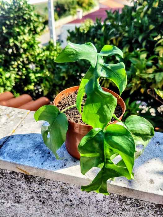 Muda Planta Rhaphidophora tetrasperma / Monstera Mínima