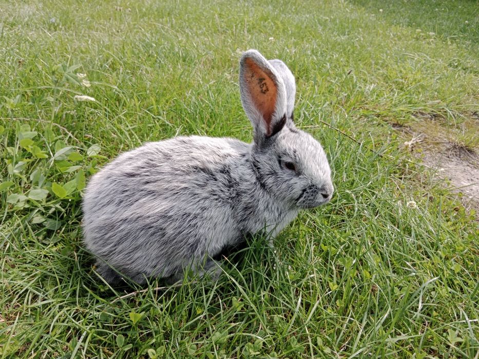 Samiec WJS rodowód wysyłka