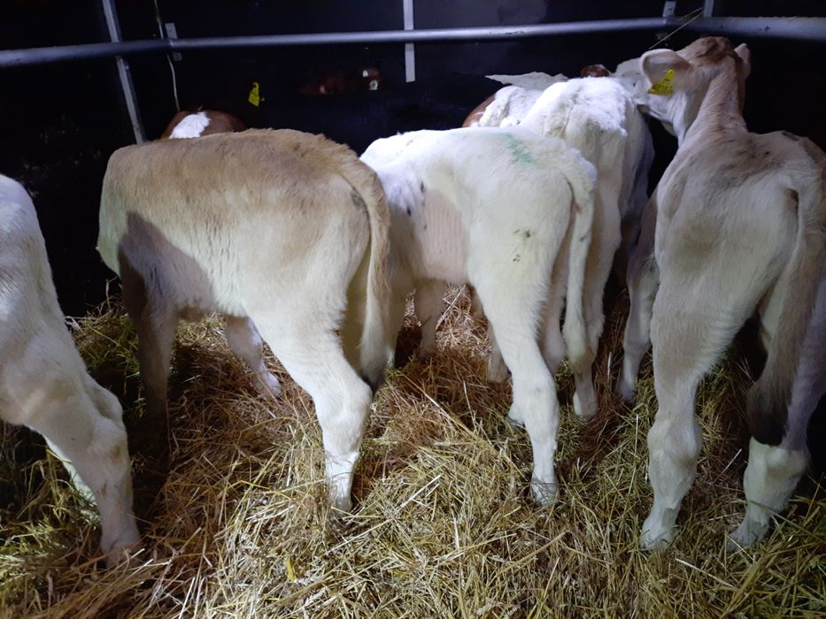 Byczki miesne cielaki Łabiszyn