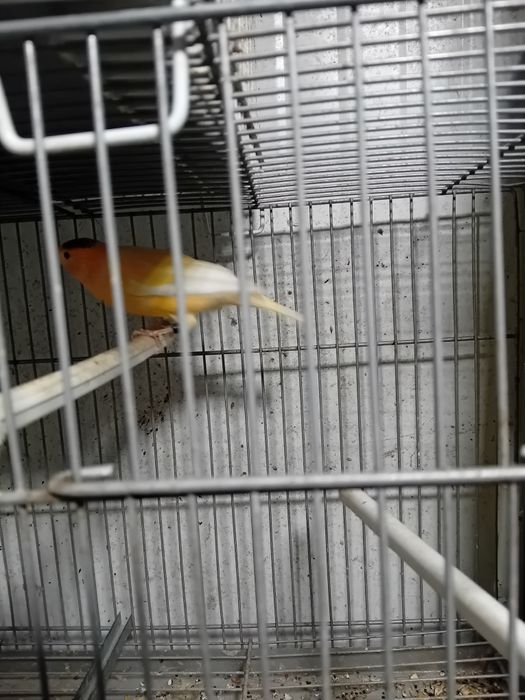 Tenho  canario macho 2025