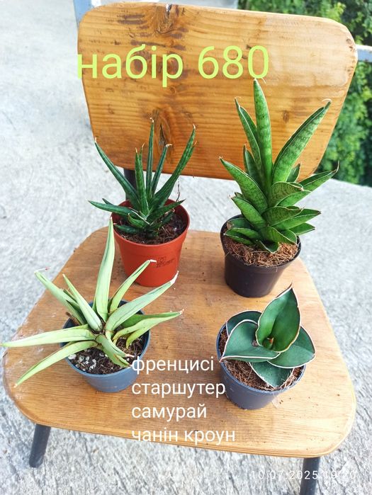 Сансевієрії циліндр, 12 сортів, інші