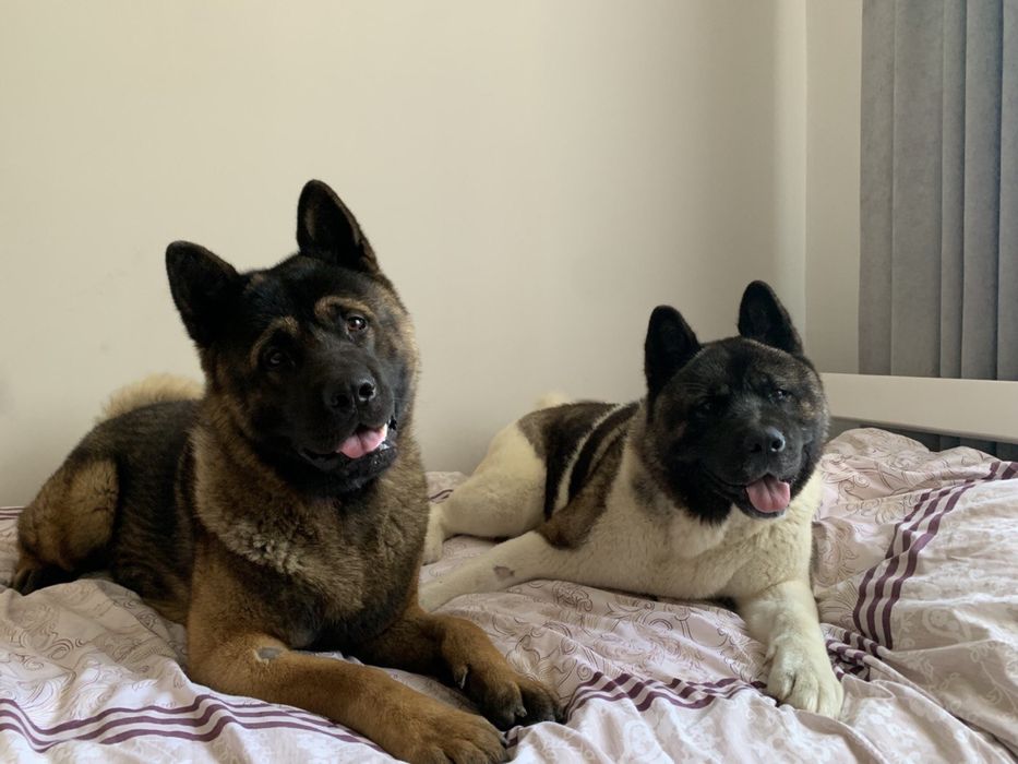 вʼязка американської акіти