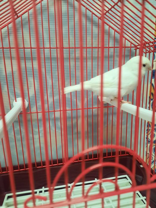 Canário macho branco