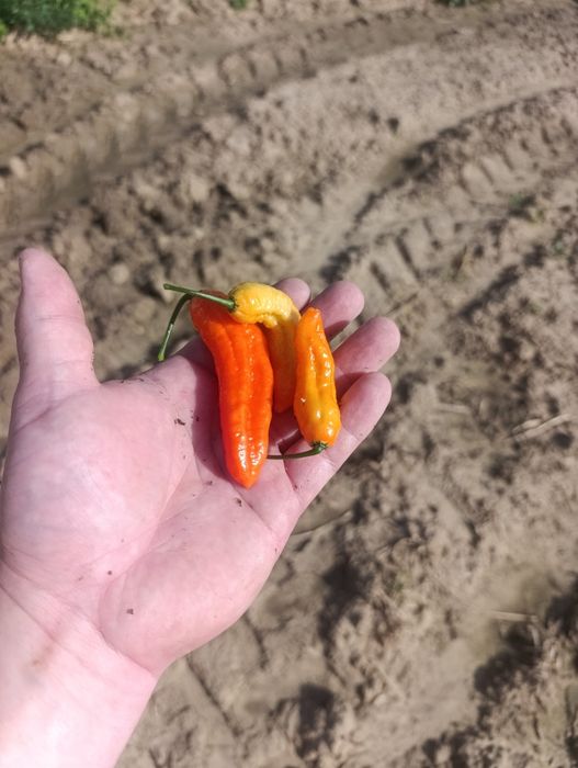 Papryka Ghost Pepper 100gr