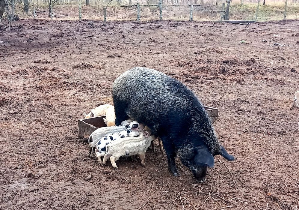 Продам поросят - Мангалица