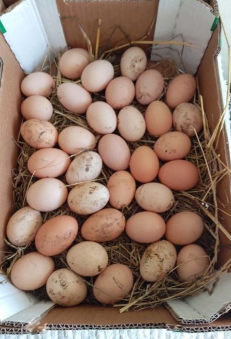 Ovos caseiros para consumo