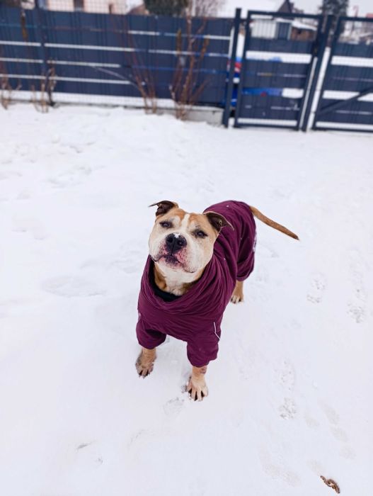 Kto pokocha tego misiaka?