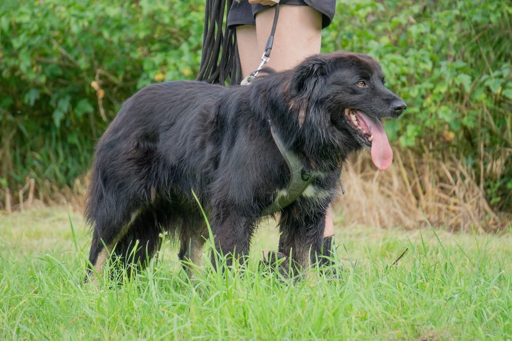 Corso, potężny piekny pies  czeka na dom