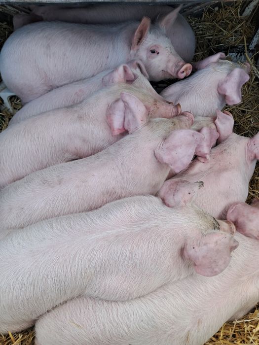 Поросята домашні.