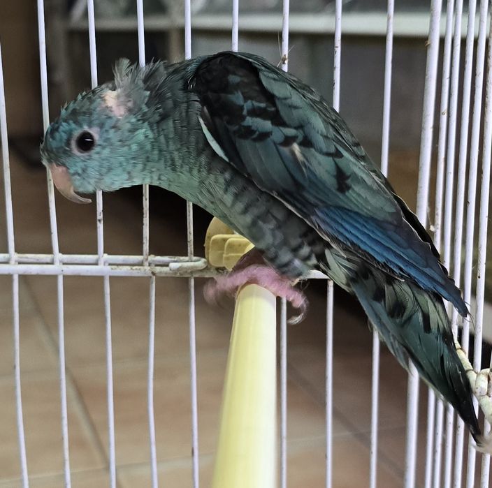 Catarinas azuis lindas