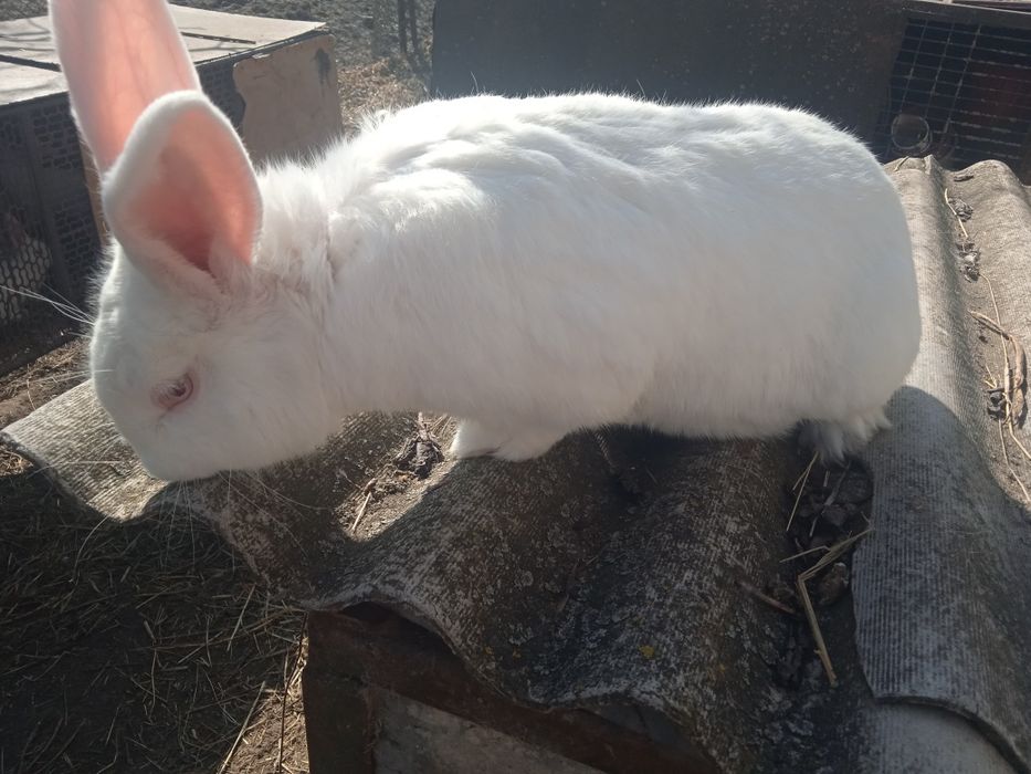 Кролі. самчик.Білий Панон