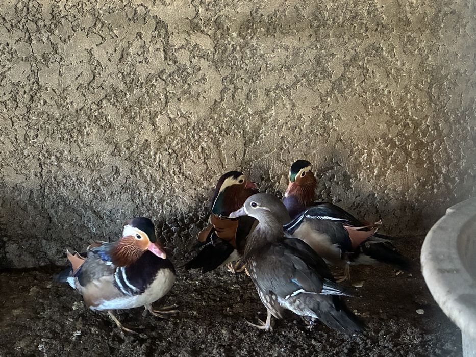 Patos mandarim de 2025