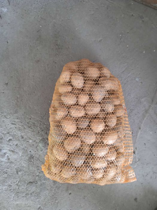 Ziemniaki paszowe . Transport