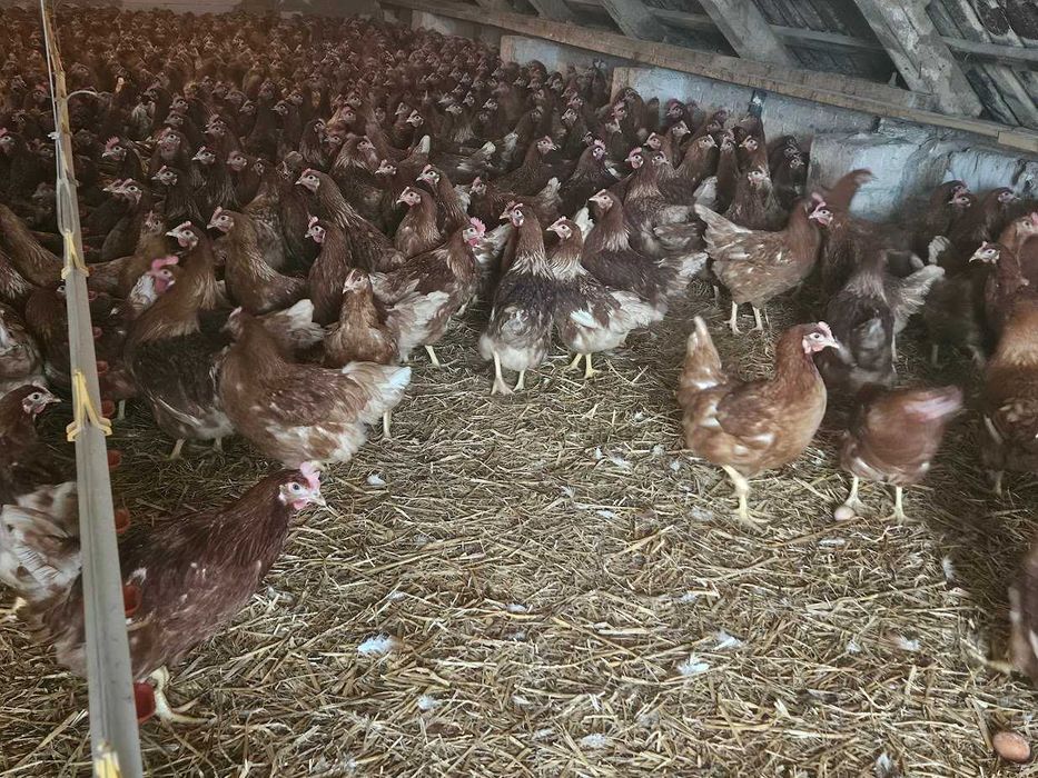 Kury kokoszki nioski Tetra brązowa dowóz gratis