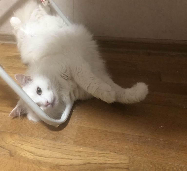 Котик. Турецька ангора