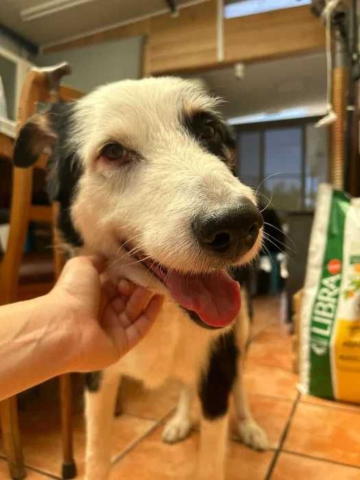 cão para adoção responsável