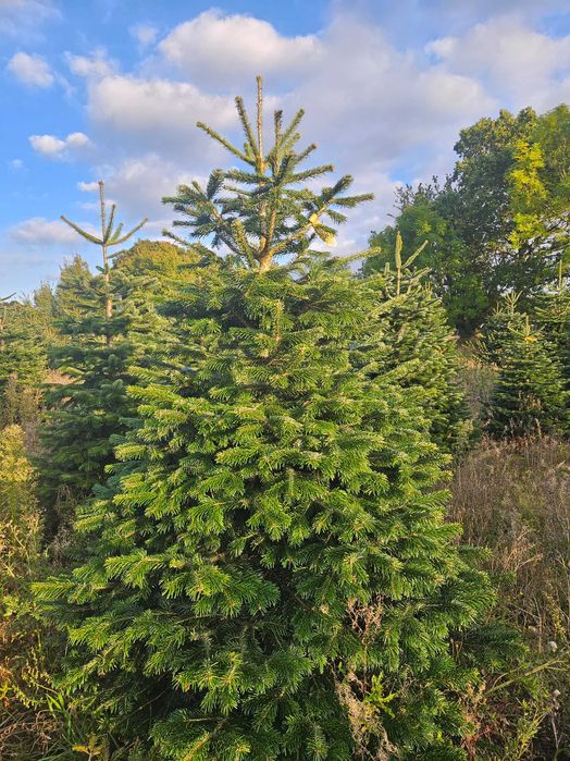 Świeża Jodła Kaukaska 250 cm