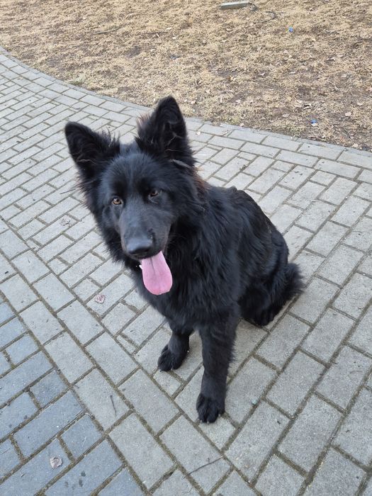 Owczarek niemiecki suczka