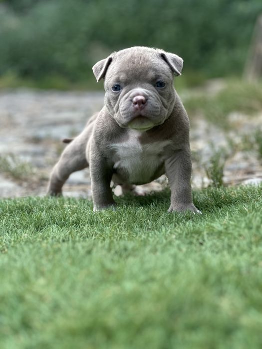 Цуценята буллі покет